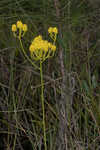 Tall pinebarren milkwort